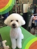 「船橋 トリミングサロン エイエムエスケネル　ビションフリーゼのペコちゃんがご来店してくれました♪」