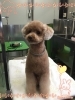 「船橋 トリミングサロン エイエムエスケネル　トイプードルのココちゃんがご来店してくれました♡」