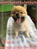 「船橋 トリミングサロン エイエムエスケネル　ポメラニアンのぽんたちゃんがご来店してくれました♡」
