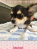 「船橋 トリミングサロン エイエムエスケネル　チワワのまるちゃんがご来店してくれました♡」