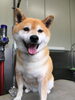 「柴犬のアカちゃん　船橋 トリミングサロン エイエムエスケネル」