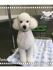 「船橋 トリミングサロン エイエムエスケネル　トイプードルのリヨンちゃんがご来店してくれました♡」