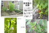 「明日（6日）は園庭開放です。一時預かり「ひまわり組」を行っています。（交野市の広報にも掲載されています。詳しくはお問い合わせください。)」