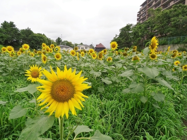 「金杉小学校のひまわり畑が見ごろです！」