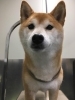 「ホテルに来てくれたココちゃん 船橋 トリミングサロン エイエムエスケネル」