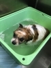 「炭酸泉で入浴中　 船橋 トリミングサロン エイエムエスケネル」