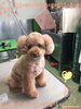 「船橋 トリミングサロン エイエムエスケネル トイプードルのももたろうちゃんがご来店してくれました♡」