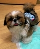 「☆7/17(日)、23(日) 無料しつけ・飼い方相談会 in 西武船橋店イケダペットファームさん☆」