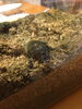 「カブト虫」