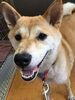 「柴犬のアミちゃん　船橋 トリミングサロン エイエムエスケネル」