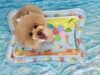 とわくん「波とわんこ🌊」