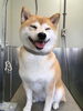 「柴犬のシオンちゃん　船橋 トリミングサロン エイエムエスケネル」