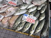 鮮度自慢！旬の魚をお値打ち価格で「京都府産ツバス＆京都府産丸アジ・マダイが入荷しました！」