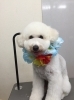 8月7日 カットコースのミッキーちゃん 犬猫のトリミング屋さんぽちのうち 犬 猫のトリミング屋さん ぽちのうちのニュース まいぷれ 船橋市