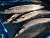 「新秋刀魚」