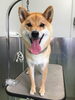「柴犬のでーちゃん　船橋 トリミングサロン エイエムエスケネル」