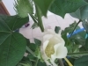 「「綿の花」が咲きました。」
