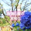 【相模原麻溝公園】　アジサイが見ごろを迎えています
