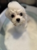 「🐩今日のトリミングのお友達🤶」