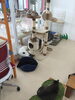 「ご家族で猫ルームへ！」