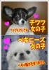 「かわいい仔犬情報」