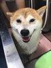 「シャンプー中のシオンちゃん　船橋 トリミングサロン エイエムエスケネル」