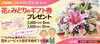 「花キューピットから、お花のギフト券プレゼント！」