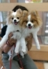 「☆本日9/10(土)  無料しつけ・飼い方相談会 in 西武船橋店イケダペットファームさん☆」