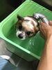 「入浴中のレイちゃん　船橋 トリミングサロン エイエムエスケネル」