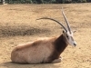 ウシ 年がやってきましたよ 愛媛県立とべ動物園のニュース まいぷれ 松山 伊予 東温 松前 砥部