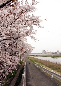 空が青ければさらに桜が映えたことでしょう（撮影日はあいにくの曇り空）