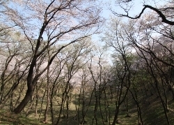 丘陵斜面に咲く桜林とも言うべき本数の桜