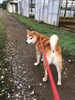 「お散歩中のココちゃん　船橋 トリミングサロン エイエムエスケネル」
