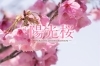 永福町】くらもとシネマ 『陽光桜 -YOKO THE CHERRY BLOSSOM