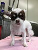 「チワワのピコちゃん　 船橋 トリミングサロン エイエムエスケネル」