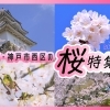明石市・神戸市西区の桜特集