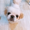 「✿11/5 譲渡会(所沢市)参加保護犬情報！⑳✿ イタリアングレーハウンド/ペキニーズ/トイプードル」