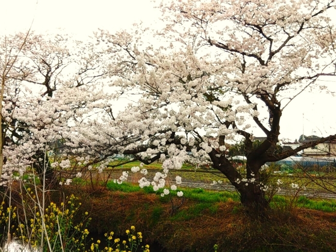 今井の桜「しろいのサクラ🌸なう！「パート3」」