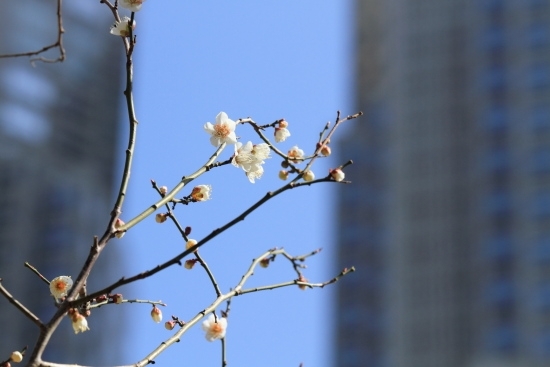 ２月中旬～３月中旬 梅 銀世界(ギンセカイ)。白い小型の可憐な梅です。<br>(撮影 2013年2月26日)