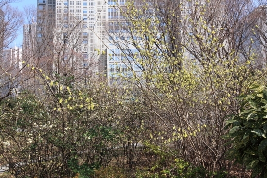 3月から4月に枝に連なった白色や黄色の花を見ることができます。<br>(撮影 2013年3月9日)