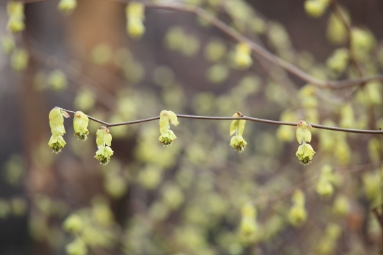 ３月 黄色の花の一つ、「日向水木(ヒュウガミズキ)」。不思議な房のような花をしています。<br>黄色の花は、この他に、「山吹(ヤマブキ)」、「連翹(レンギョウ)」があります。<br>(撮影 2013年3月9日)