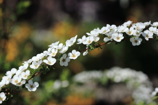 ３月～４月 白色の花の方は「雪柳(ユキヤナギ)」。長いシッポにも見えますね。<br>(撮影 2012年4月8日)