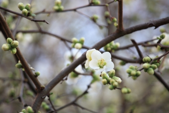 ３月～４月上旬 桜のような、桃のような、梅のような「ユスラウメ」。<br>漢字名はいくつかあるようですが、「山桜桃梅」とも書くそうです。<br>2013年は、桜同様、早く開花しています。<br>(撮影 2013年3月9日)
