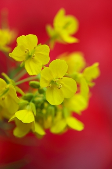 ３月～４月 菜の花。背景の赤色は、チューリップの花の色を借りてきました。<br>都内の早い所では3月上旬から開花しています。<br>(撮影 2012年4月22日)