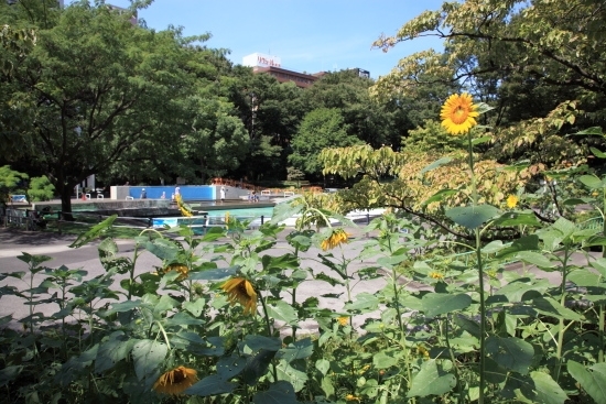 ８月～９月　ここ数年の夏の暑さは異常なくらいでした。<br>ヒマワリもぐったりですね。(撮影 2012年9月5日)<br>