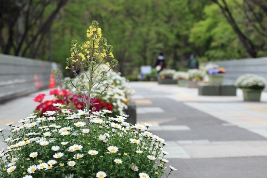 (撮影 2012年4月22日)