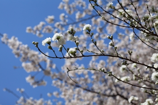 ３月下旬～４月上旬 花桃・照手白。<br>新宿中央公園で桃の花を見つけたときは、とても驚きました。<br>(撮影 2012年4月8日)