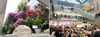 「第26回全国花のまちづくりコンクール『国土交通大臣賞受賞』！！」