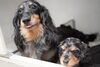 「ミニチュアダックス子犬情報」
