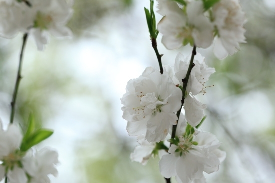 ３月下旬～４月上旬 花桃・照手白。桃の花です。染井吉野桜と同じ時期に咲きます。<br>2013年は桜の開花が早く、3月21日ですでに満開近くに咲いています。<br>(撮影 2012年4月22日)